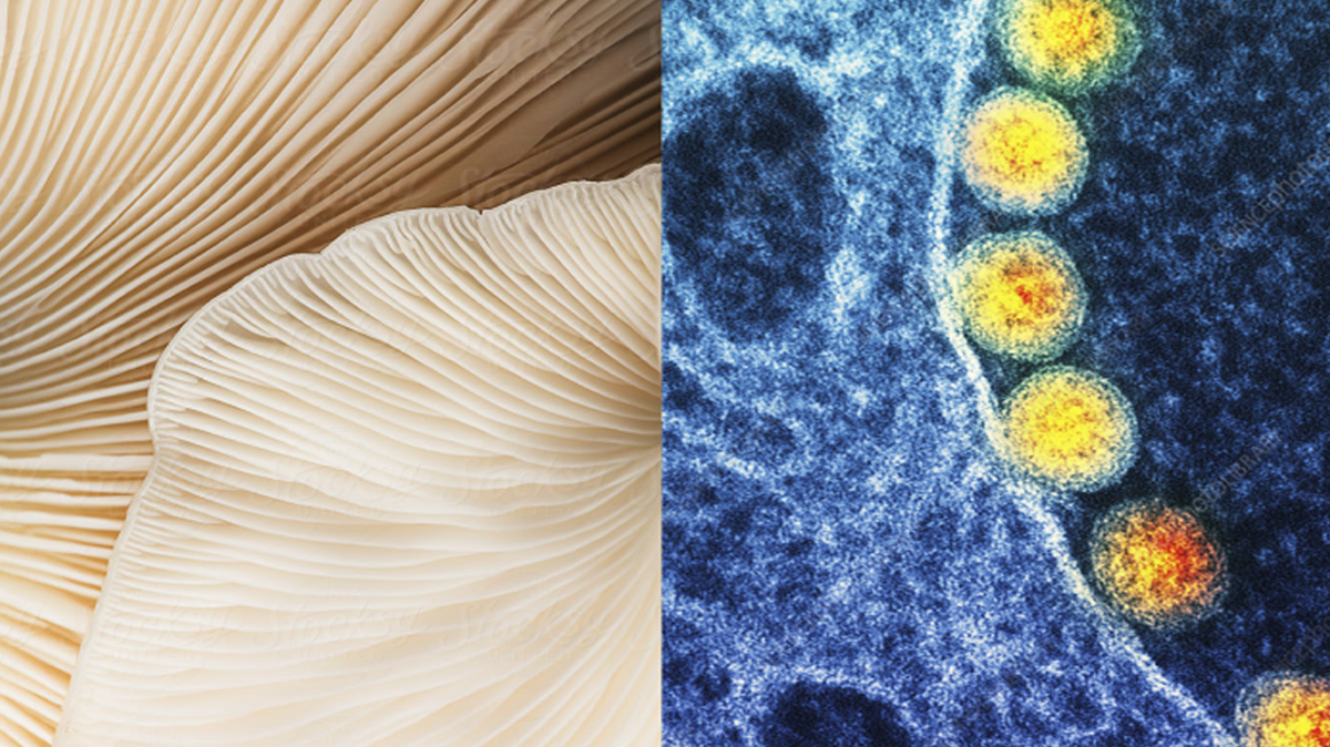 Why Gut Health is the Foundation of Everything